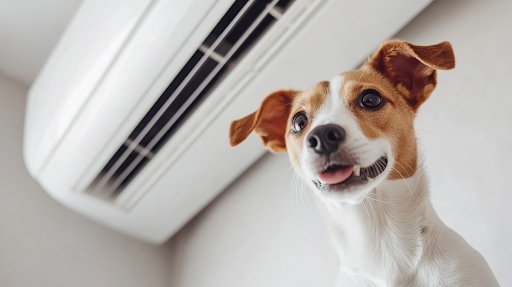 A dog in front of an air conditioner